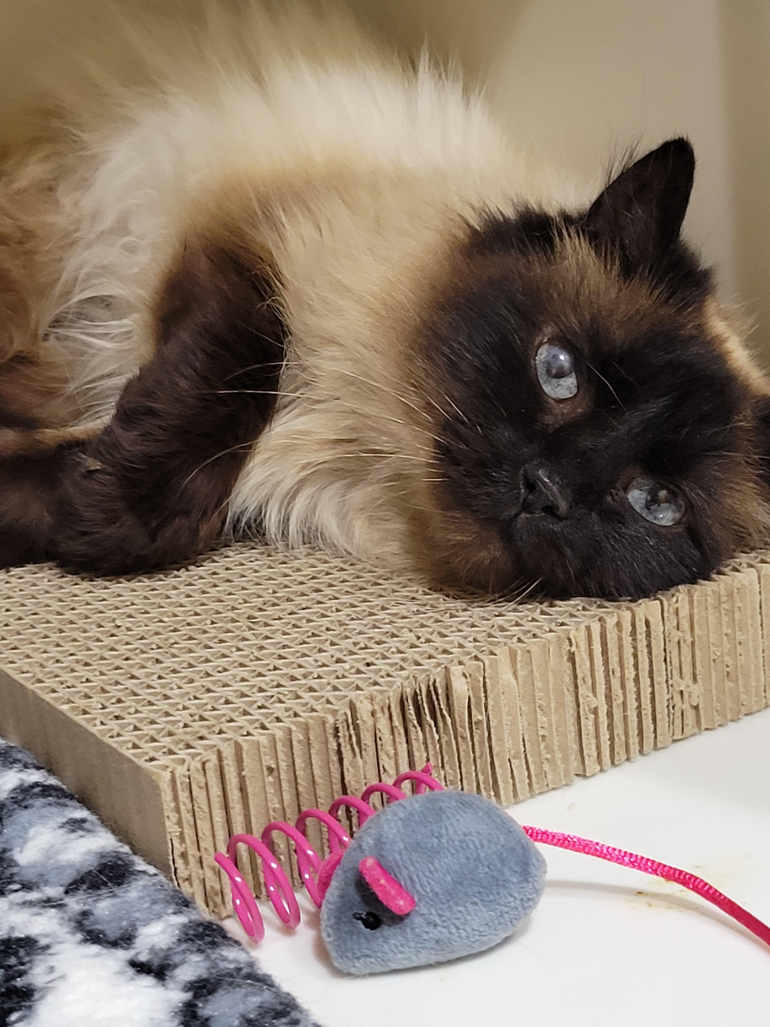 Serafina, an adopted Siamese in Berkeley, CA image 2/2