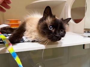 Serafina, adopted, Adult Female Siamese.
