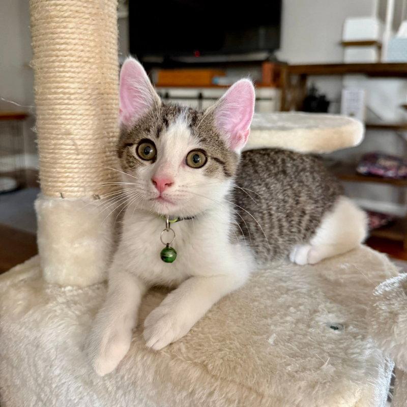 Pistachio, Adoptable, Young Male Tabby.