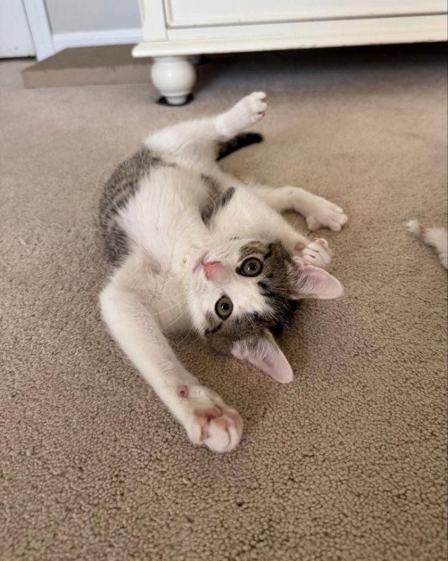 Pistachio, a Adoptable Tabby in Knoxville, TN image 2/3