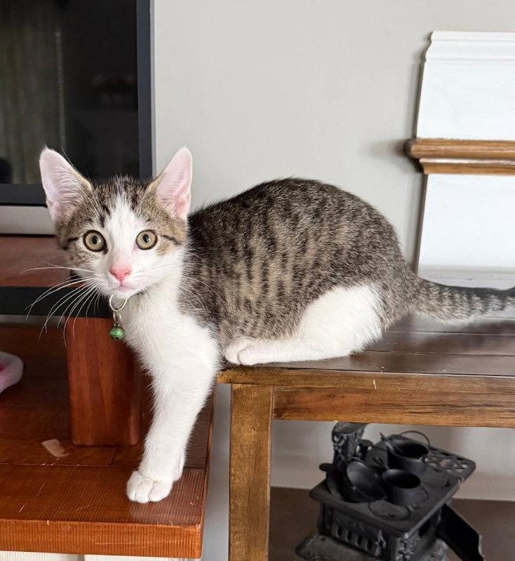 Pistachio, a Adoptable Tabby in Knoxville, TN image 3/3