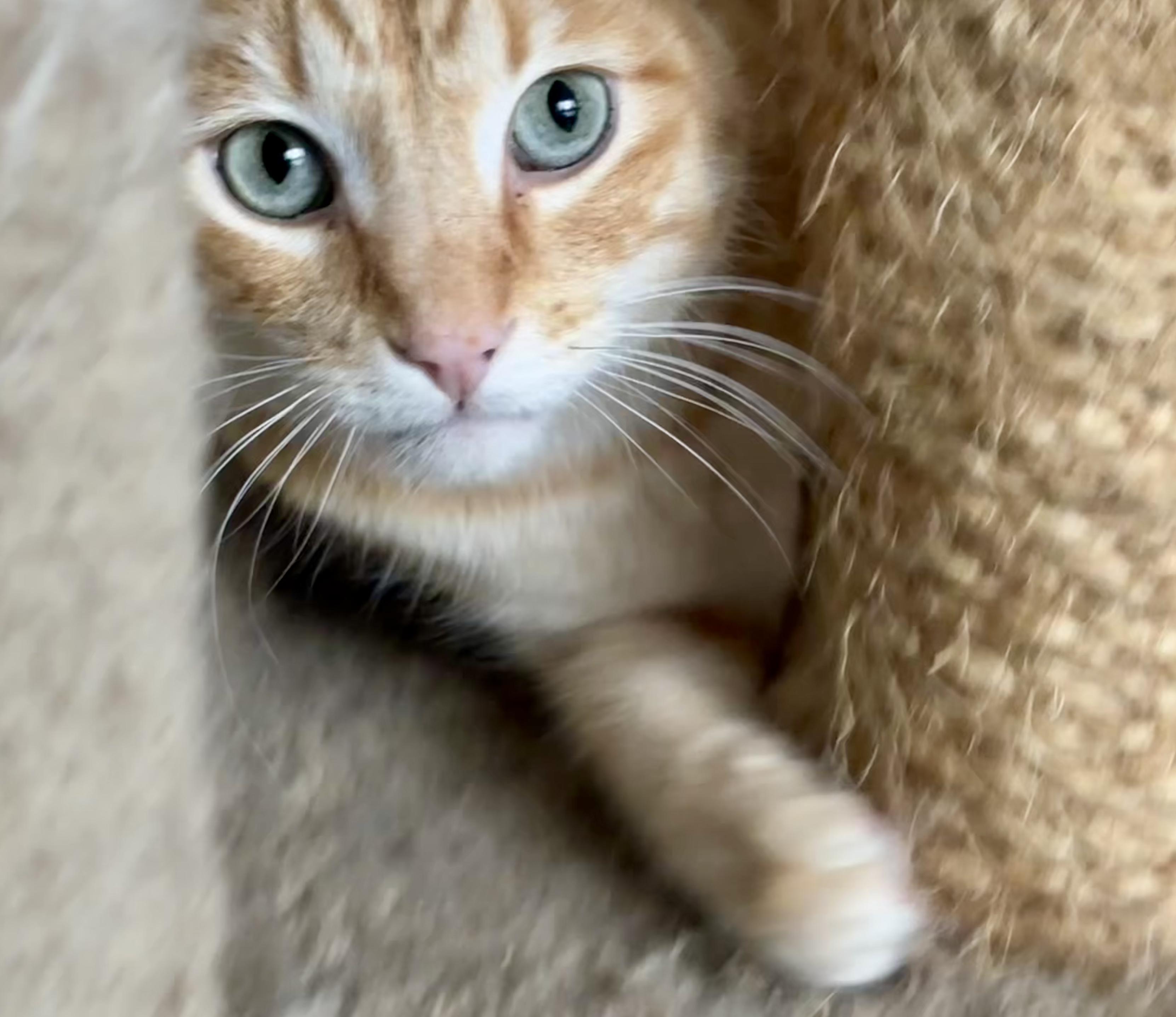 Enlarge Jet, a ADOPTABLE Domestic Short Hair in Shenandoah, IA image 3/3