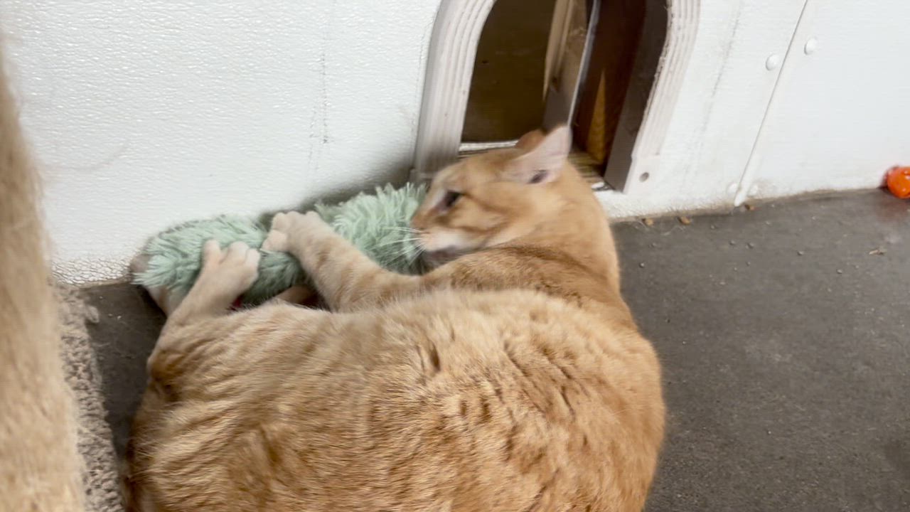 Enlarge Jet, a ADOPTABLE Domestic Short Hair in Shenandoah, IA video 2/3