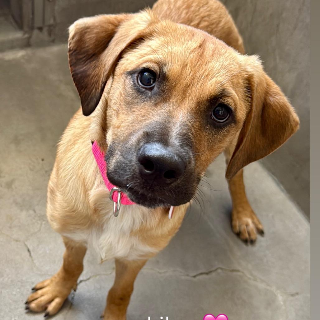 Enlarge Lilac A2290469, a Adoptable Mixed Breed in Middletown, NY image 2/6