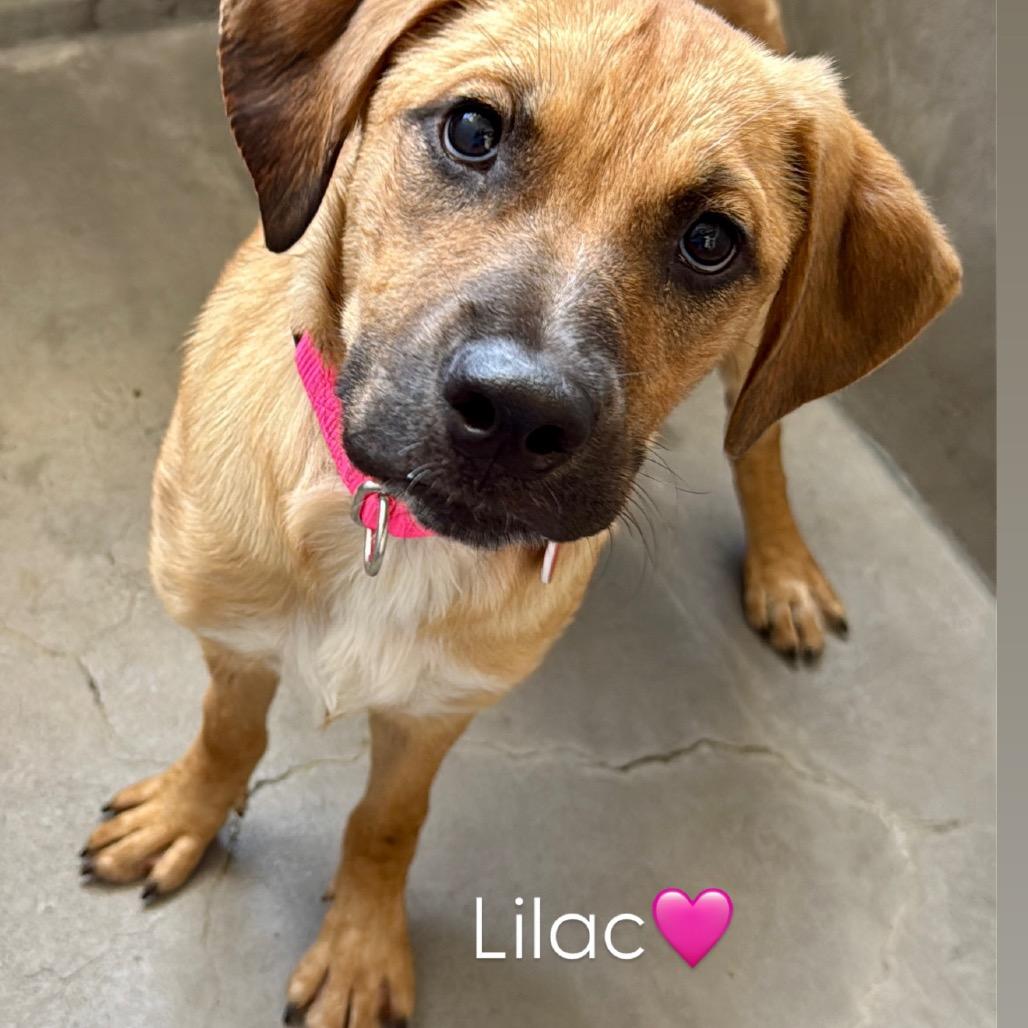 Enlarge Lilac A2290469, a Adoptable Mixed Breed in Middletown, NY image 4/6