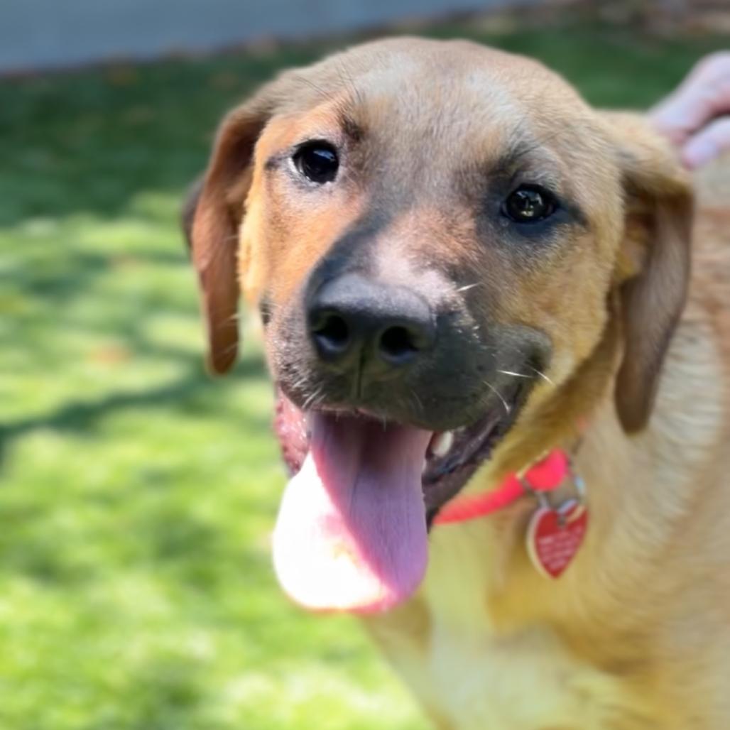 Enlarge Lilac A2290469, a Adoptable Mixed Breed in Middletown, NY image 5/6