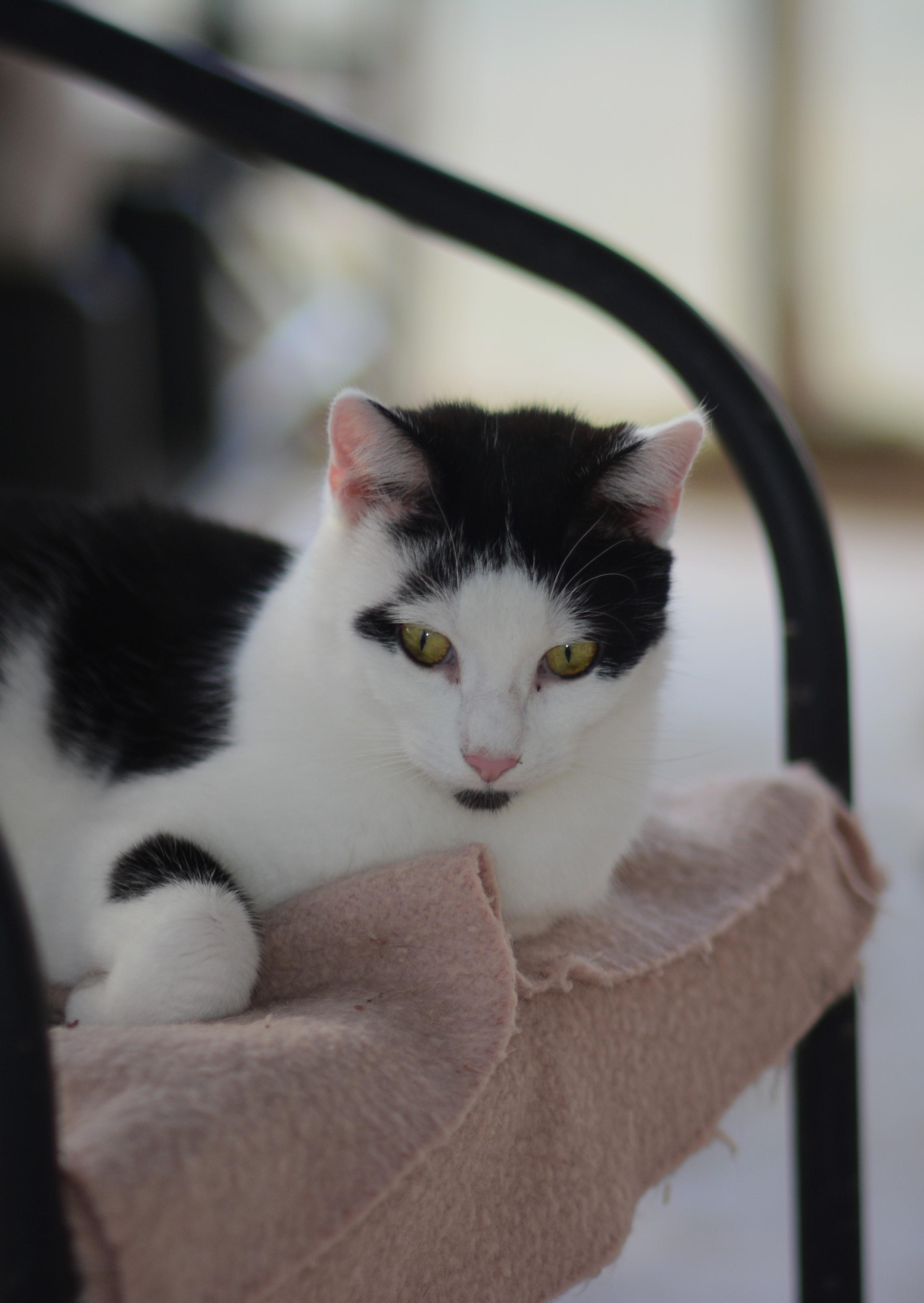 Arrow, Adoptable, Adult Male Domestic Short Hair.