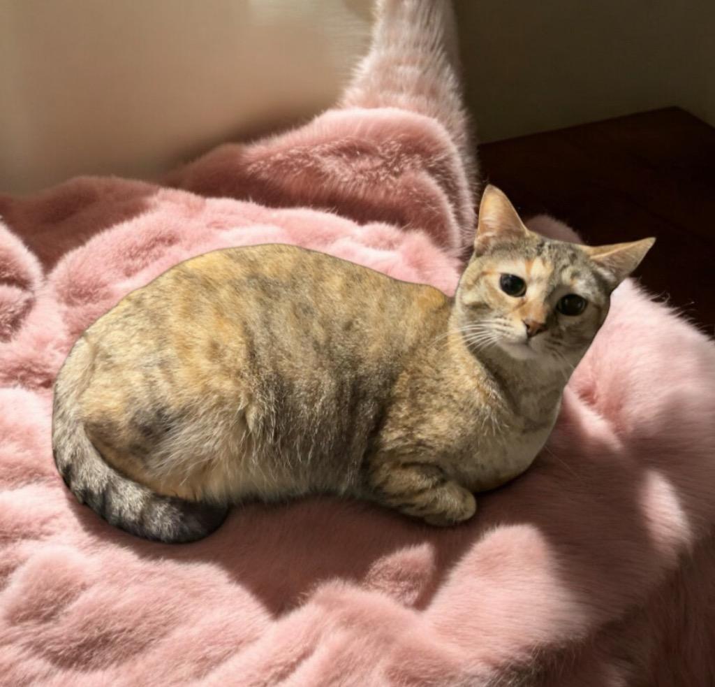 Cheyenne, Adoptable, Adult Female Domestic Short Hair.