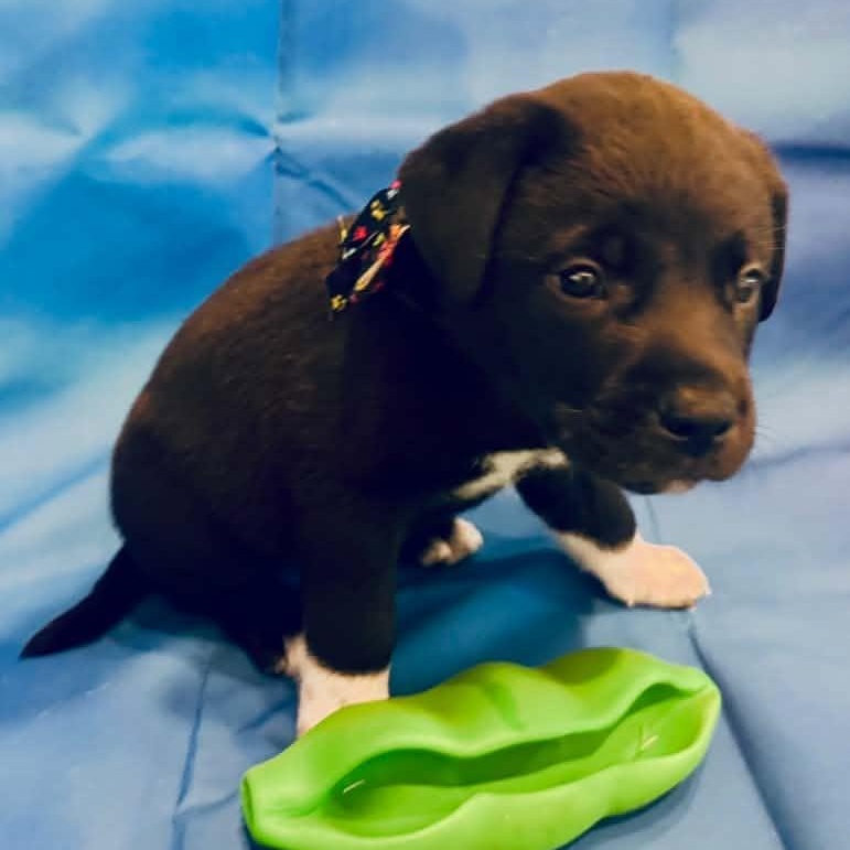 Enlarge Andy Dwyer, a Adoptable Mixed Breed in Racine, WI image 2/3