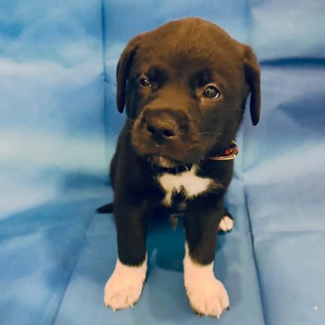 Andy Dwyer, Adoptable, Young Male Mixed Breed.