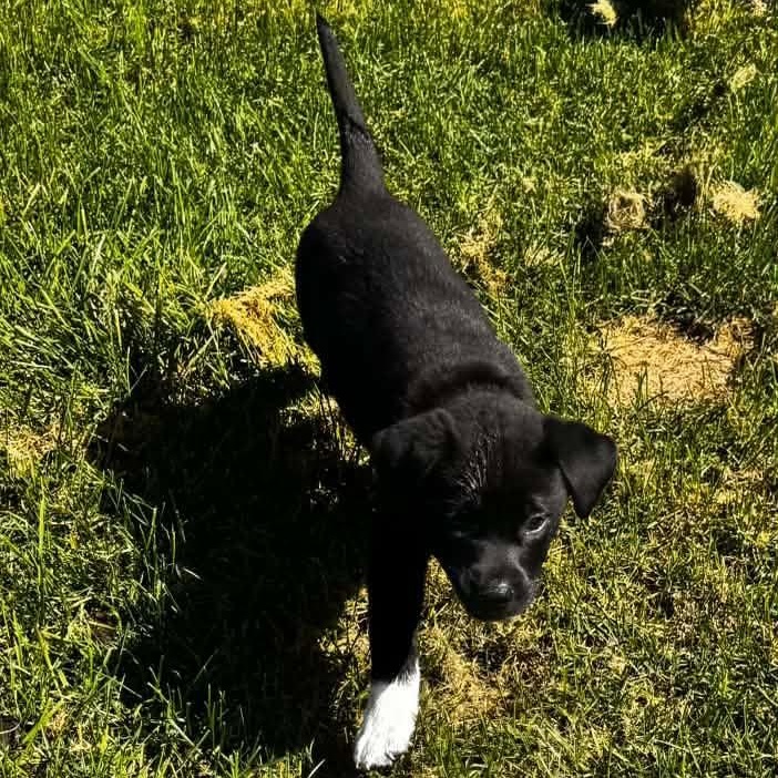 Enlarge Andy Dwyer, a Adoptable Mixed Breed in Racine, WI image 3/3