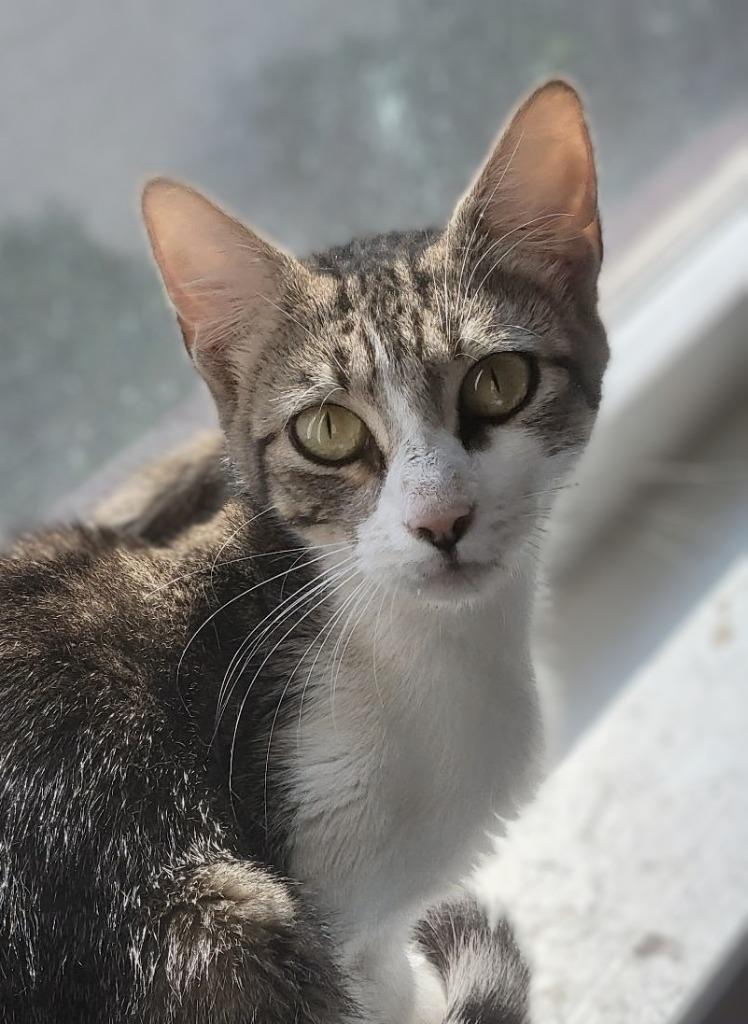 Enlarge Supergirl, a Adoptable mixed breed in Evans, GA image 1/2