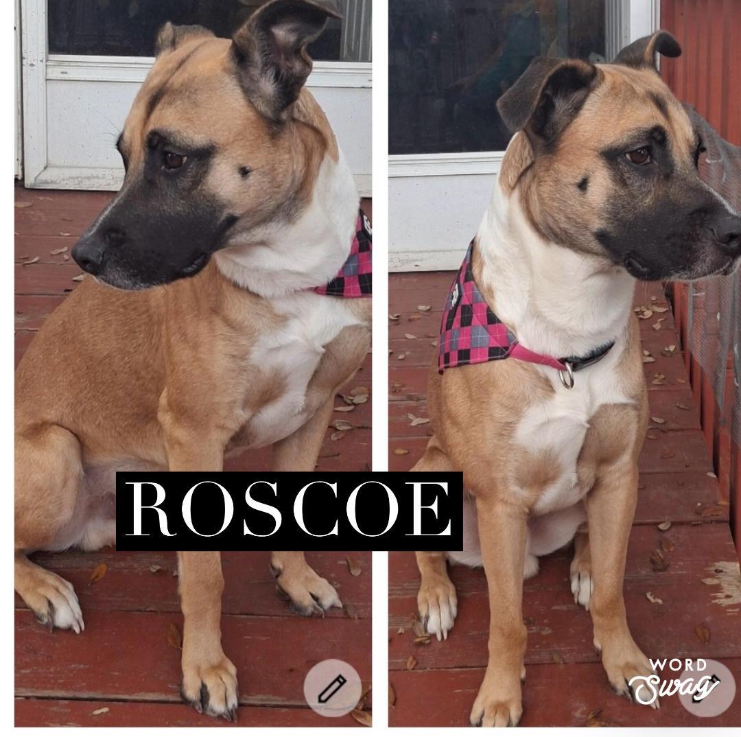 Roscoe, ADOPTABLE, Adult Male German Shepherd Dog & Labrador Retriever.