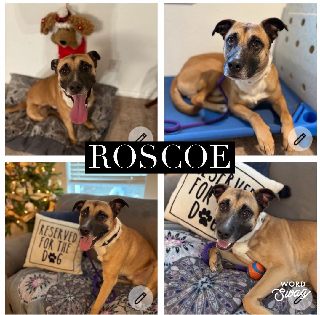 Enlarge Roscoe, a ADOPTABLE mixed breed in canyon lake, TX image 2/3