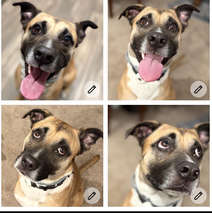 Enlarge Roscoe, a ADOPTABLE mixed breed in canyon lake, TX image 3/3