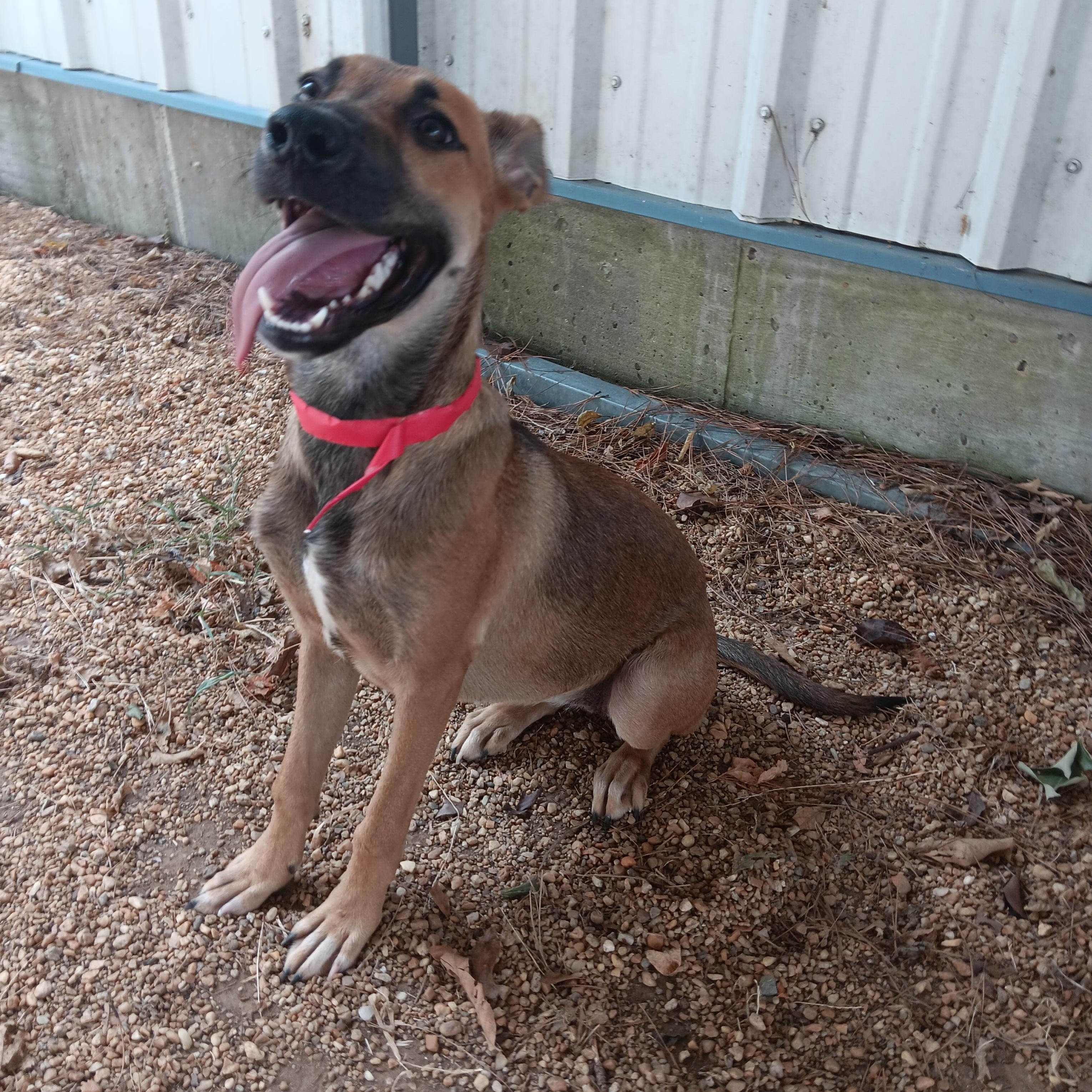Harper, ADOPTABLE, Young Female German Shepherd Dog.
