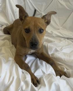 Enlarge Mary Puppins, a Adoptable mixed breed in West Memphis, AR image 1/3