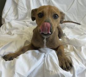 Enlarge Mary Puppins, a Adoptable mixed breed in West Memphis, AR image 2/3