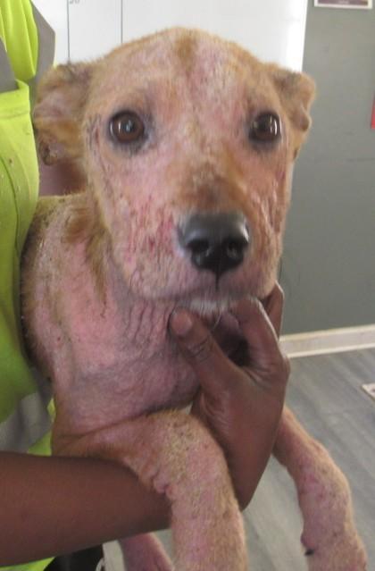 Enlarge Mary Puppins, a Adoptable mixed breed in West Memphis, AR image 3/3