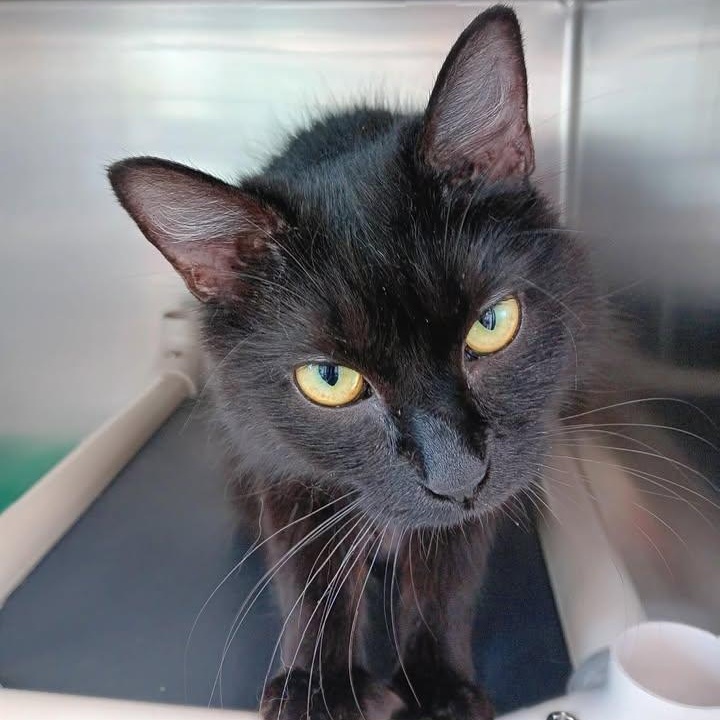 Zahra, ADOPTABLE, Adult Female Domestic Medium Hair.
