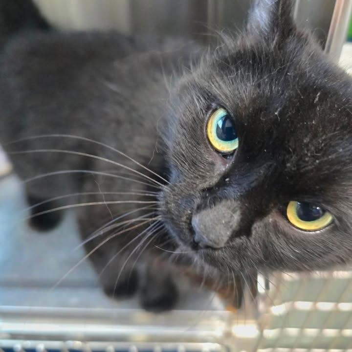 Enlarge Zahra, a ADOPTABLE Domestic Medium Hair in Winthrop, ME image 2/2