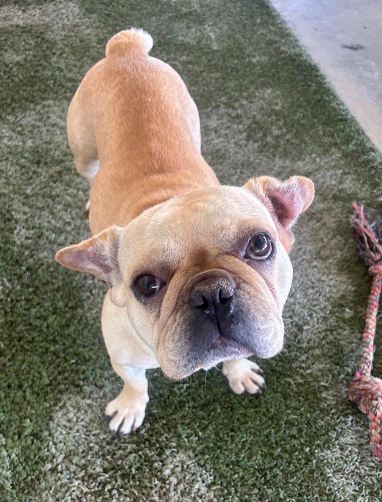 Lilly Ann, Adoptable, Adult Female French Bulldog.