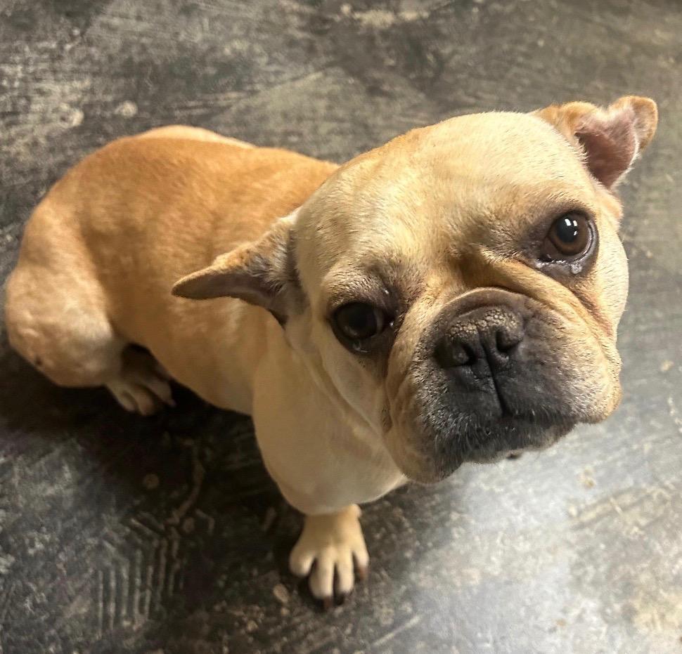 Enlarge Lilly Ann, a Adoptable mixed breed in Midland, TX image 2/6