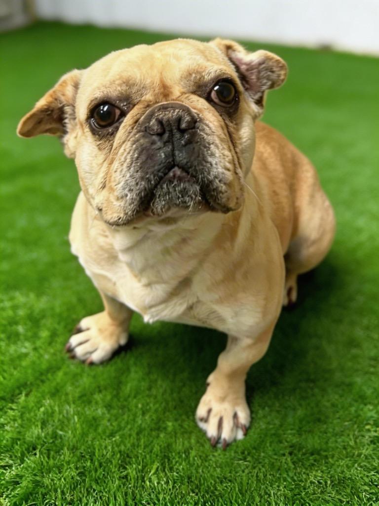 Enlarge Lilly Ann, a Adoptable mixed breed in Midland, TX image 3/6