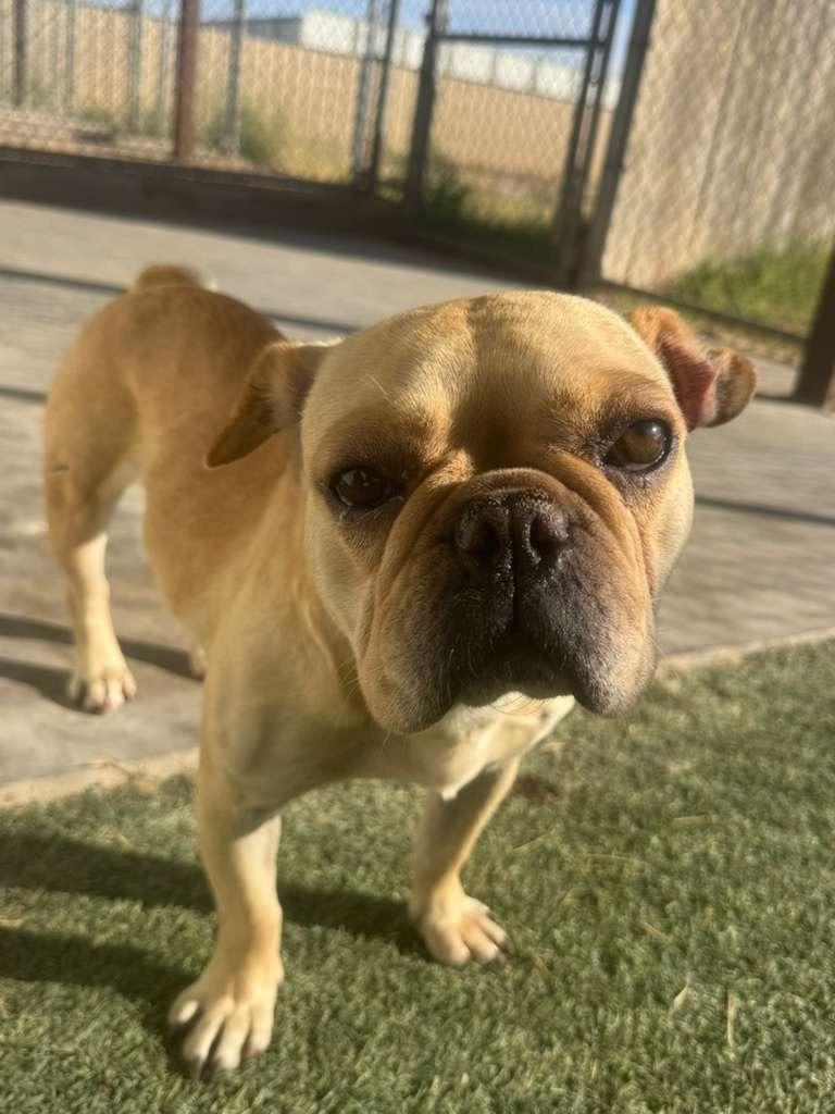Enlarge Lilly Ann, a Adoptable mixed breed in Midland, TX image 4/6