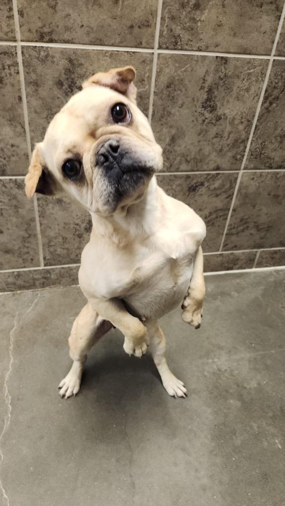 Enlarge Lilly Ann, a Adoptable mixed breed in Midland, TX image 6/6