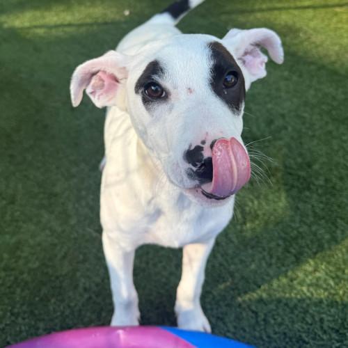Enlarge Winnifred, a Adoptable Mixed Breed in Groton, CT image 3/3