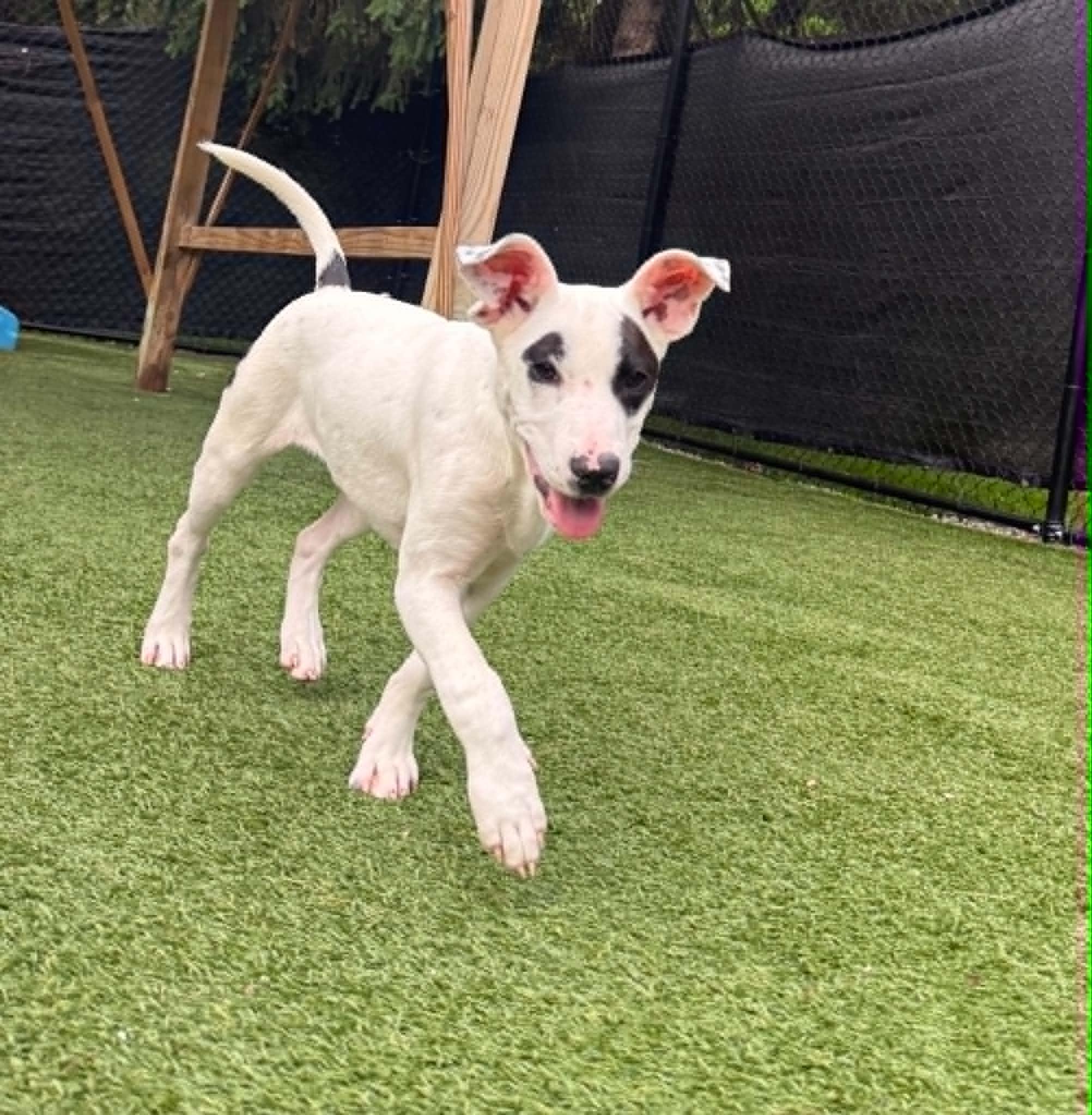 Winnifred, Adoptable, Young Female Mixed Breed.