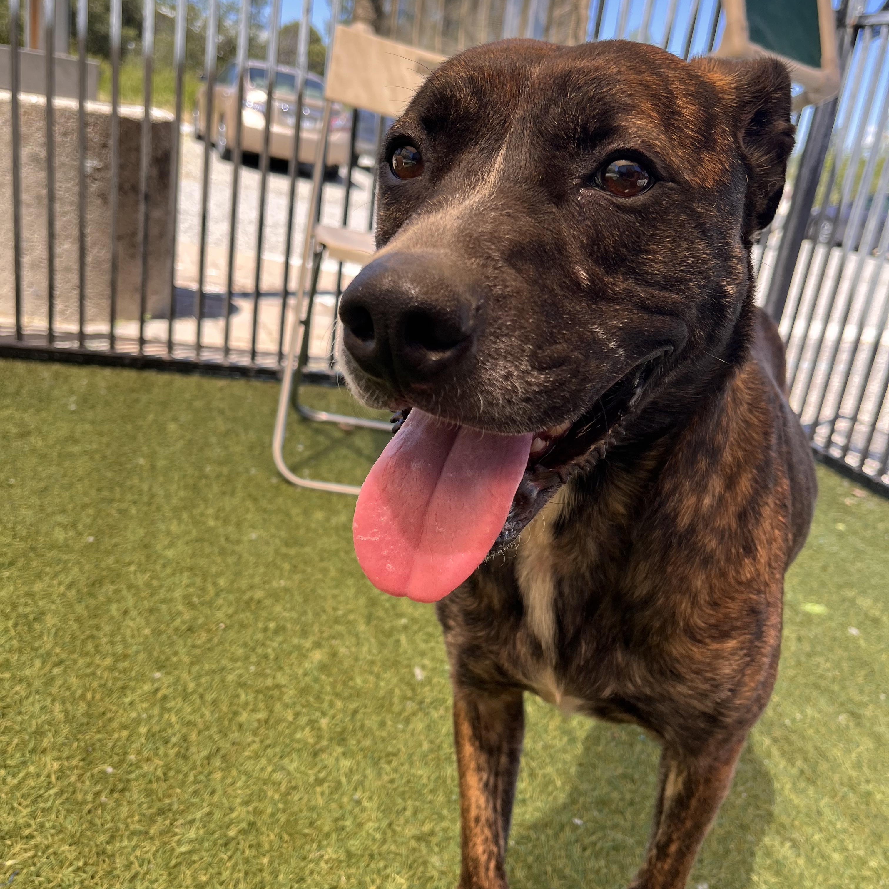 Enlarge Breta, a ADOPTABLE mixed breed in Grass Valley, CA image 2/3