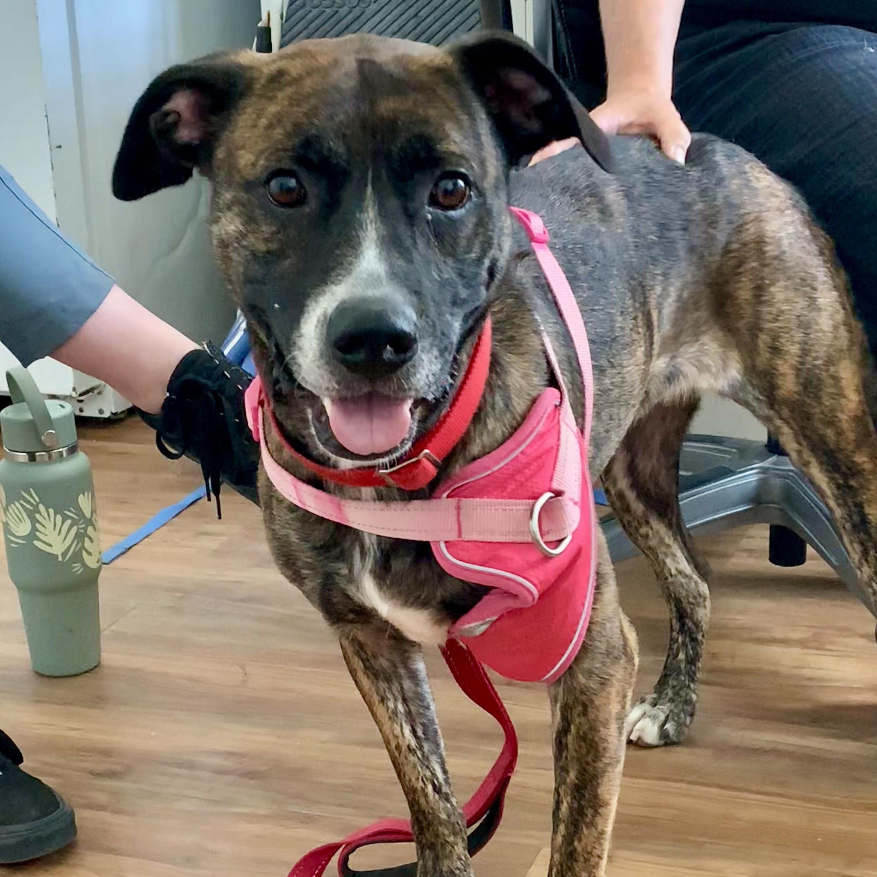 Breta, ADOPTABLE, Adult Female Pit Bull Terrier.