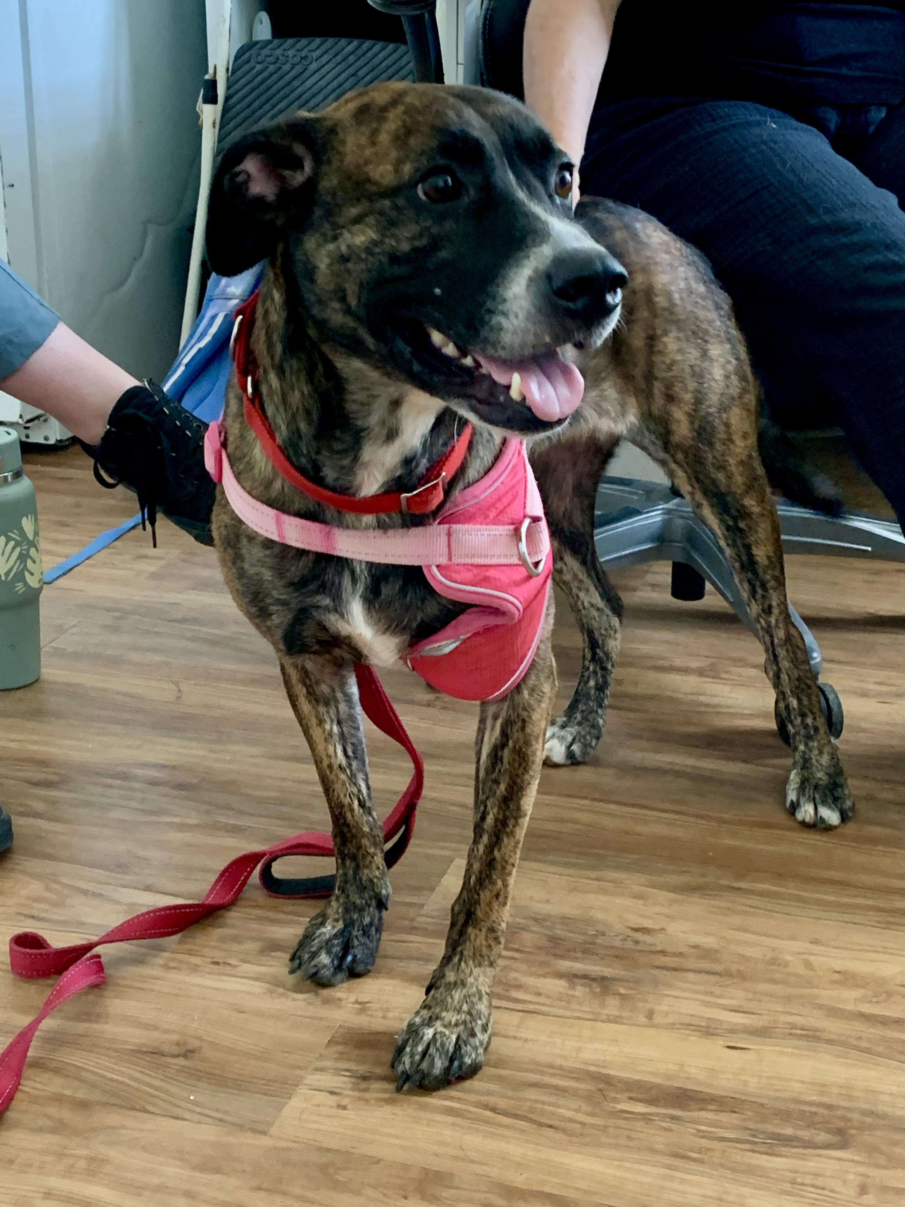 Enlarge Breta, a ADOPTABLE mixed breed in Grass Valley, CA image 3/3