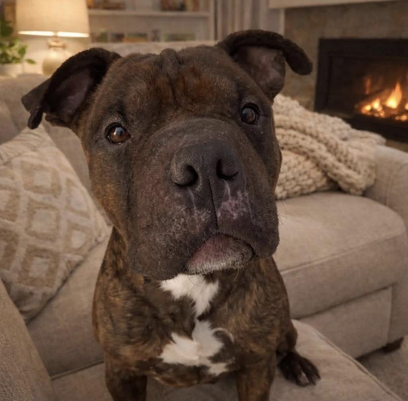 Enlarge Mr. Periwinkle, an adopted mixed breed in Philadelphia, PA image 1/3