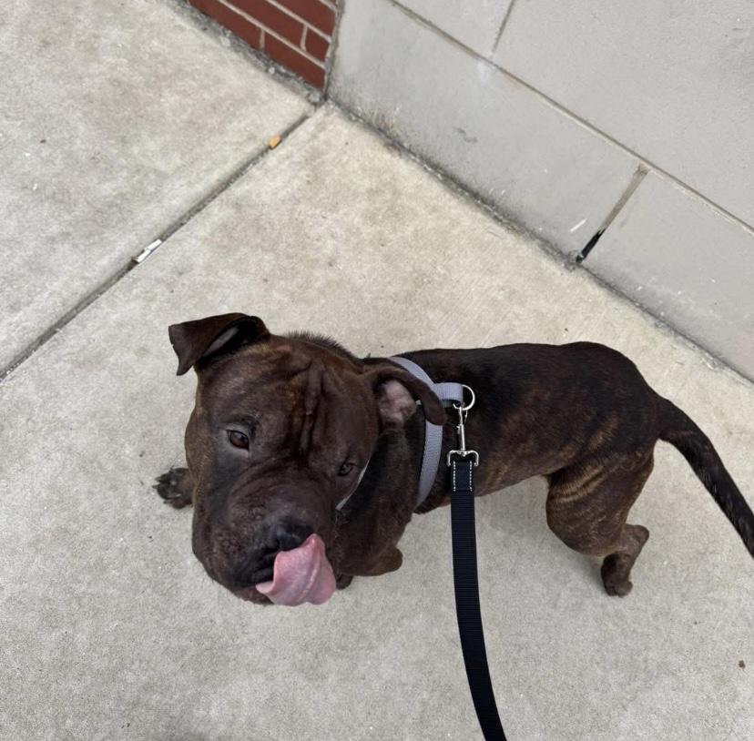 Enlarge Mr. Periwinkle, an adopted mixed breed in Philadelphia, PA image 2/3