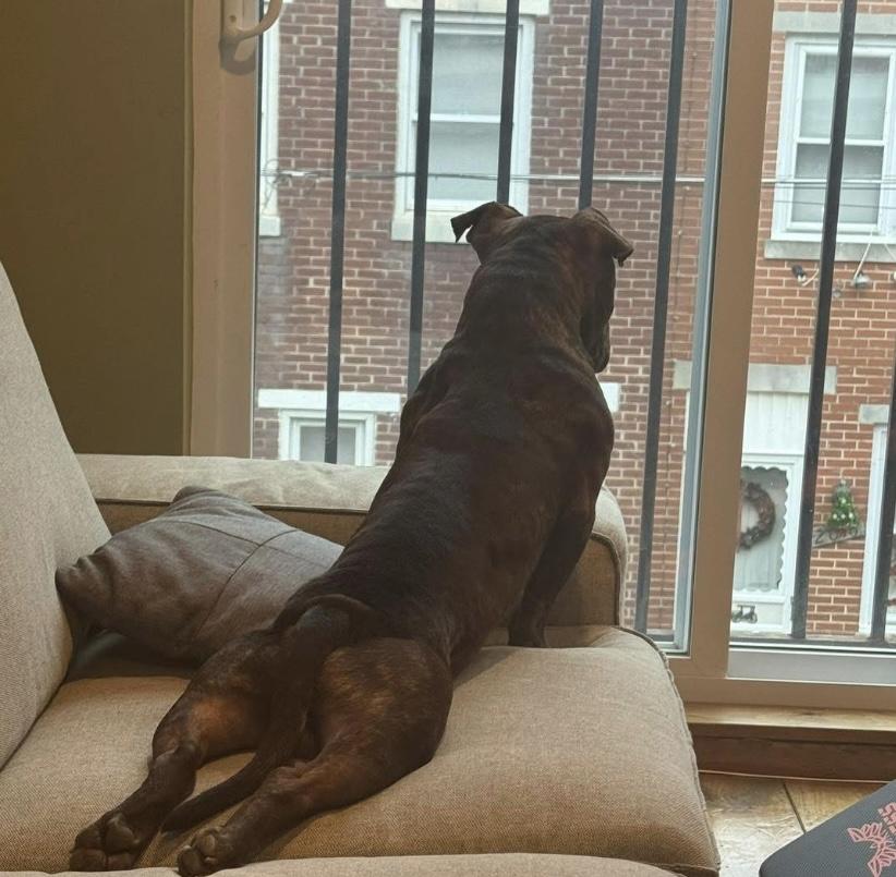 Enlarge Mr. Periwinkle, an adopted mixed breed in Philadelphia, PA image 3/3