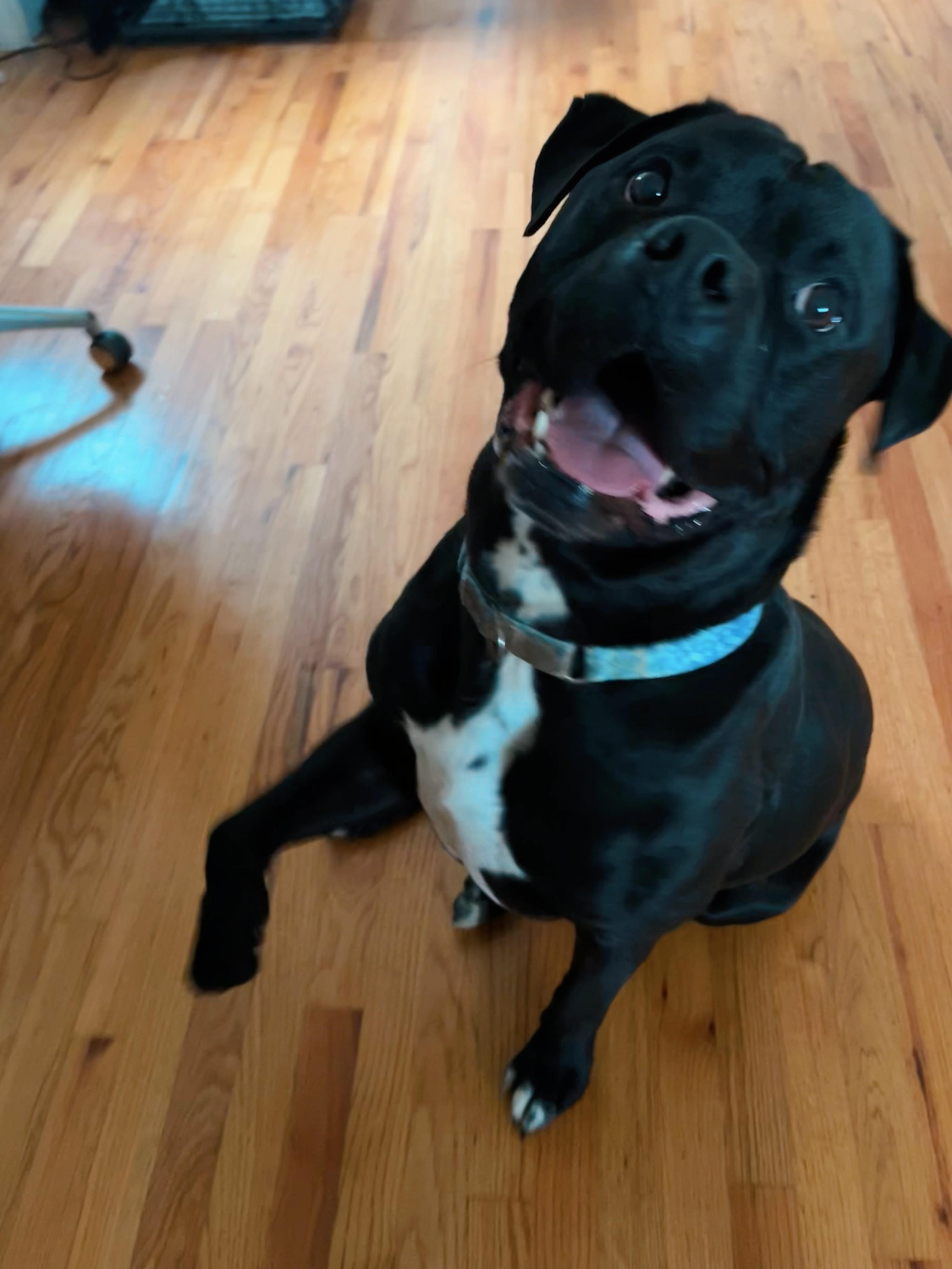 Prince, a Adoptable mixed breed in Lyndhurst, OH image 3/6