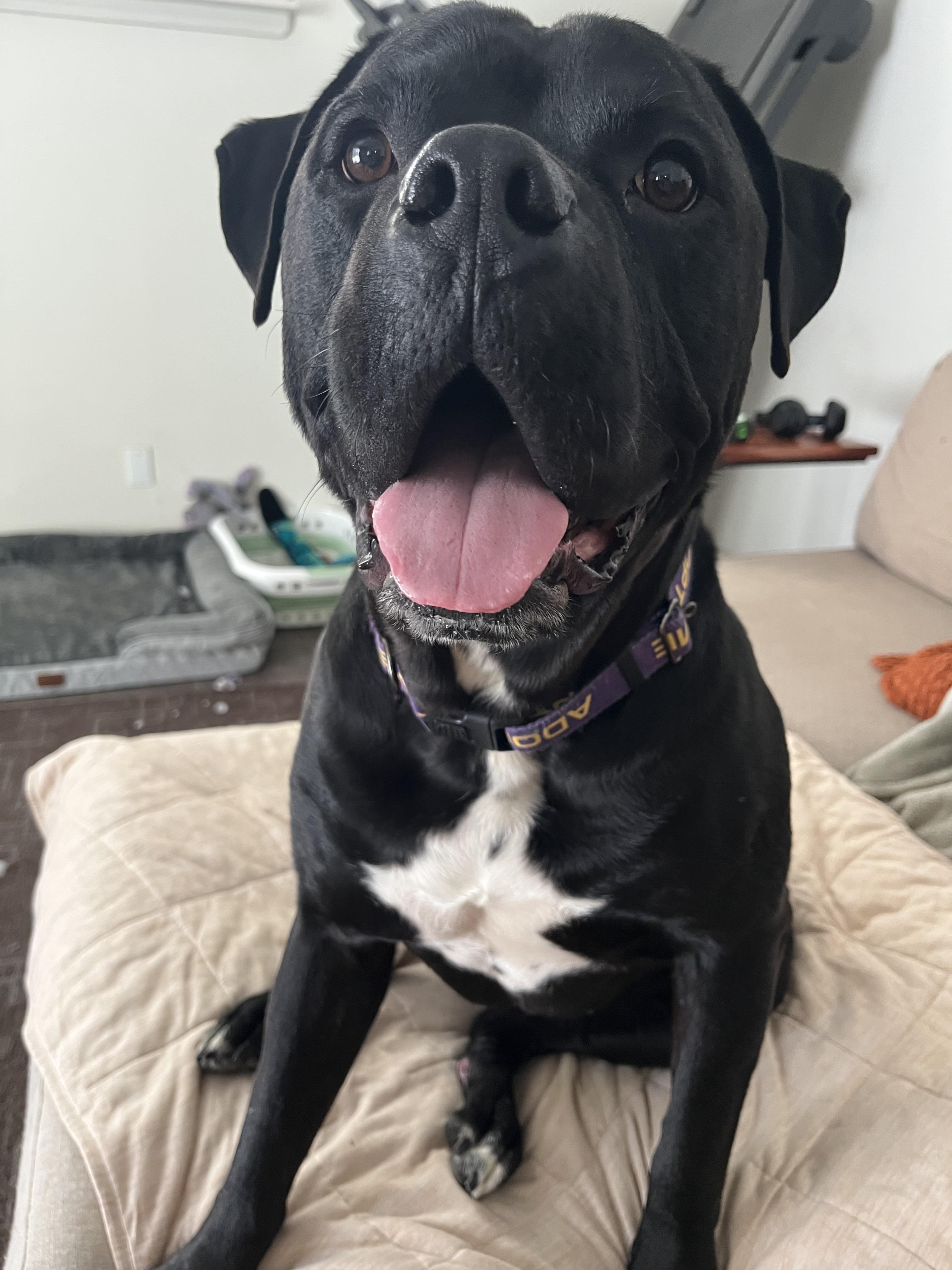 Enlarge Prince, a Adoptable mixed breed in Lyndhurst, OH image 3/6