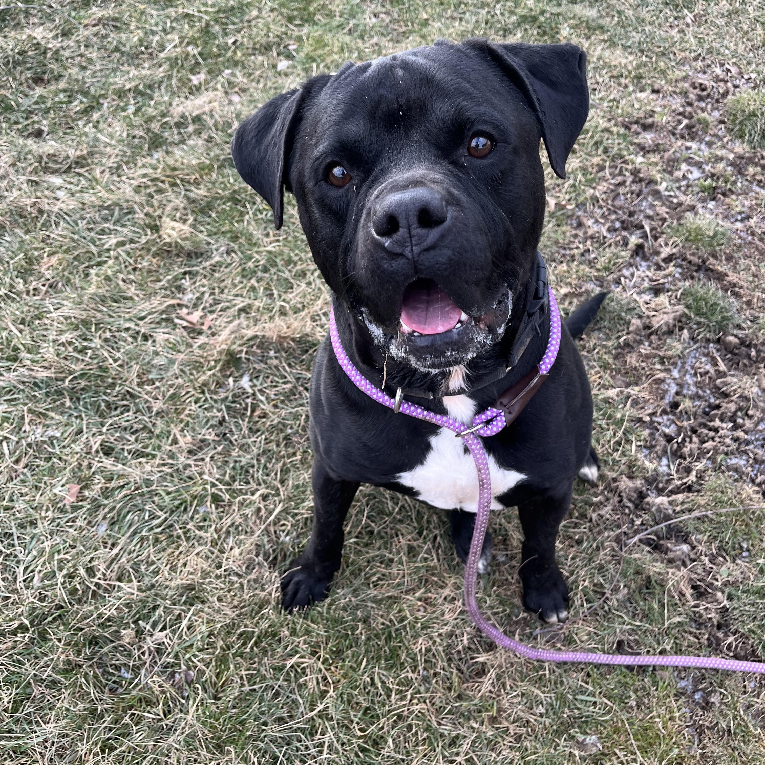 Prince, a Adoptable mixed breed in Lyndhurst, OH image 5/6
