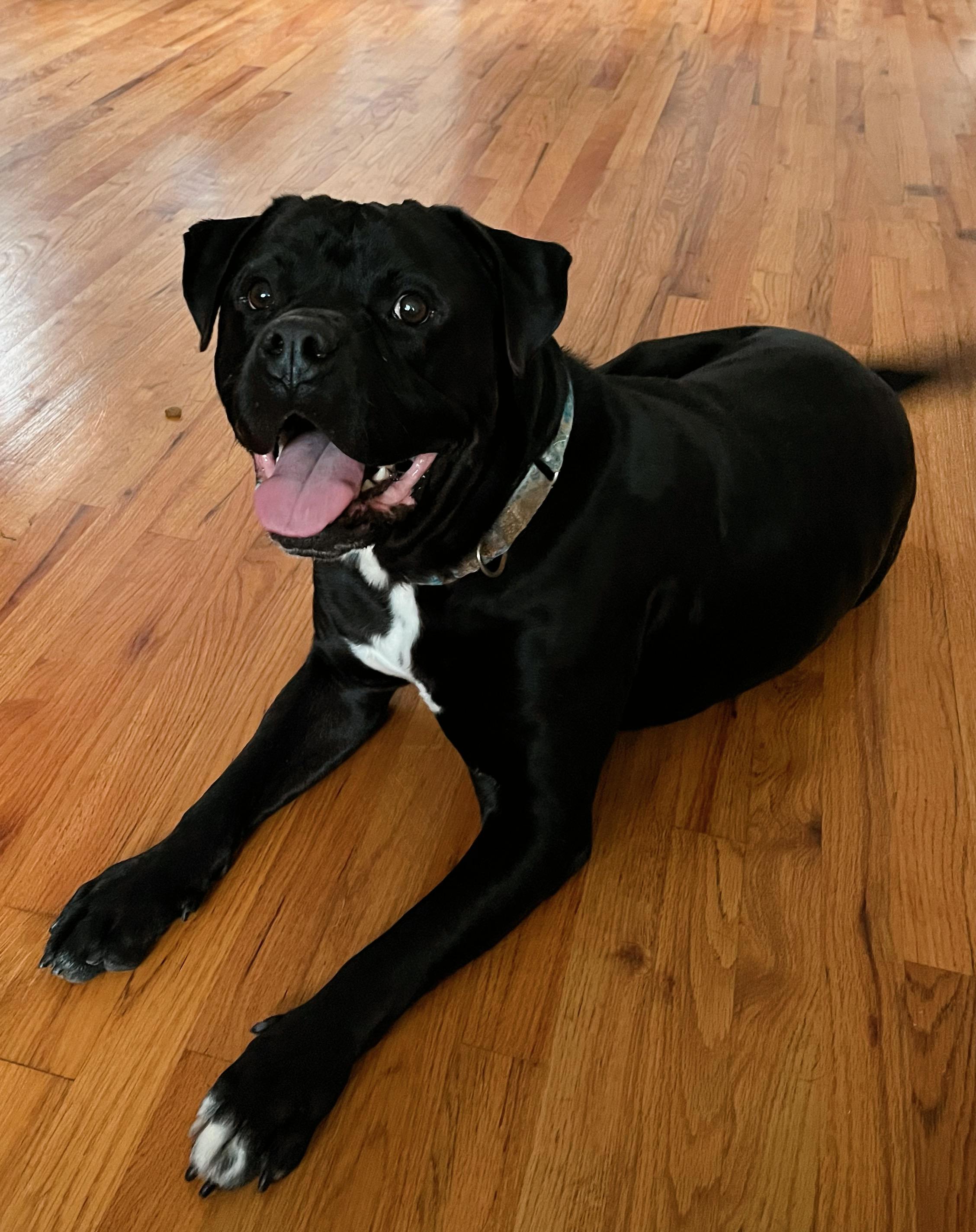 Prince, a Adoptable mixed breed in Lyndhurst, OH image 1/6