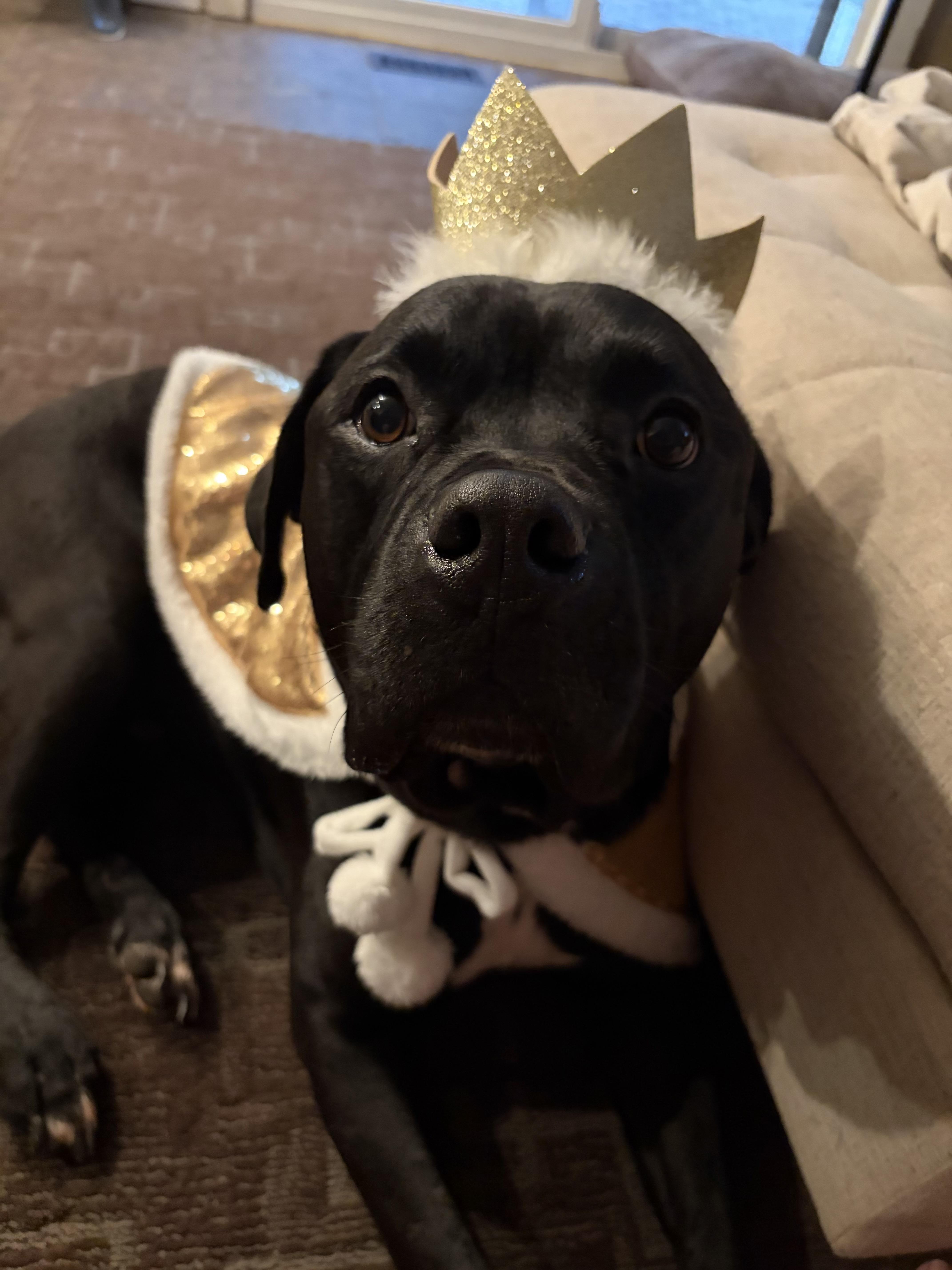 Prince, Adoptable, Adult Male Rottweiler & Mixed Breed.