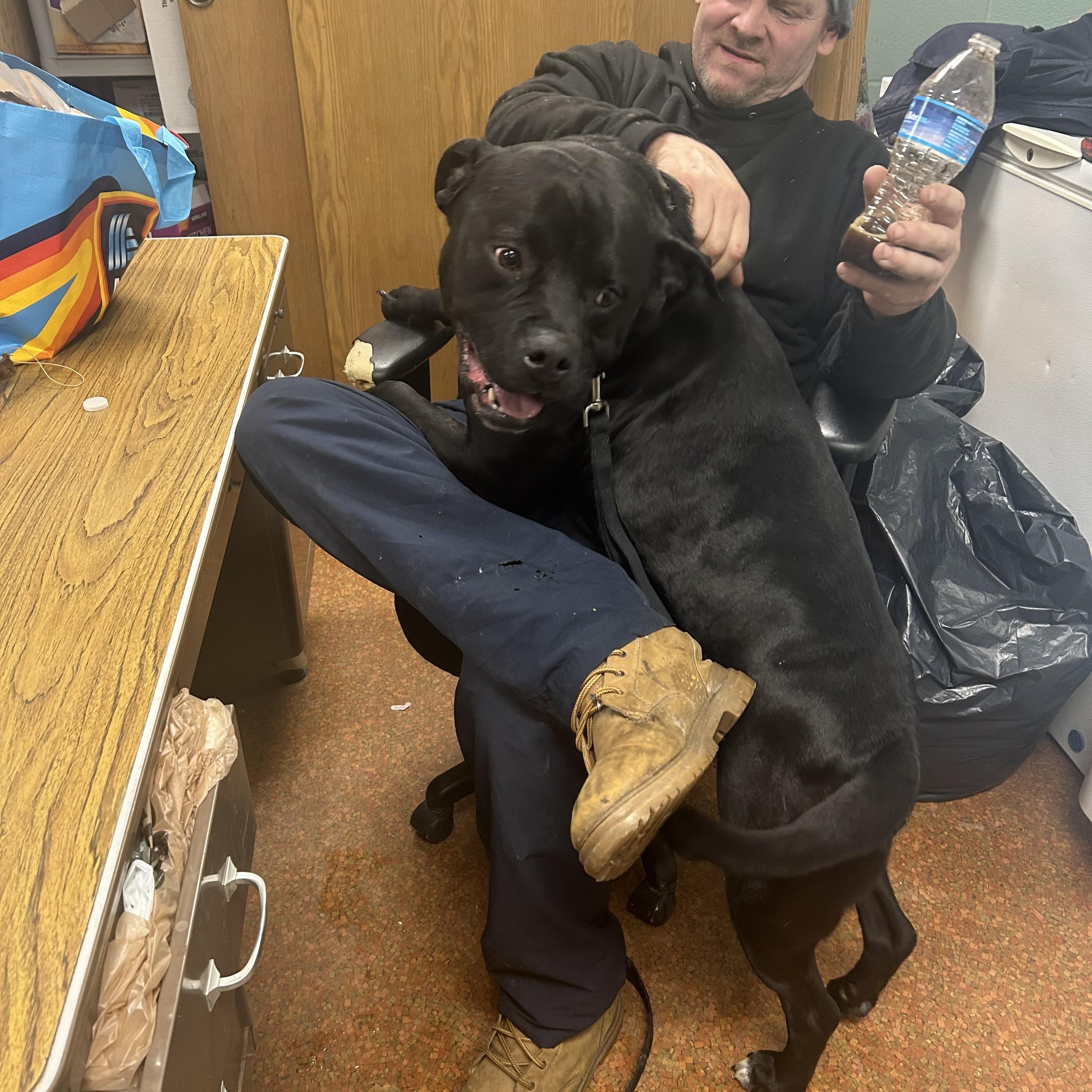 Prince, a Adoptable mixed breed in Lyndhurst, OH image 6/6