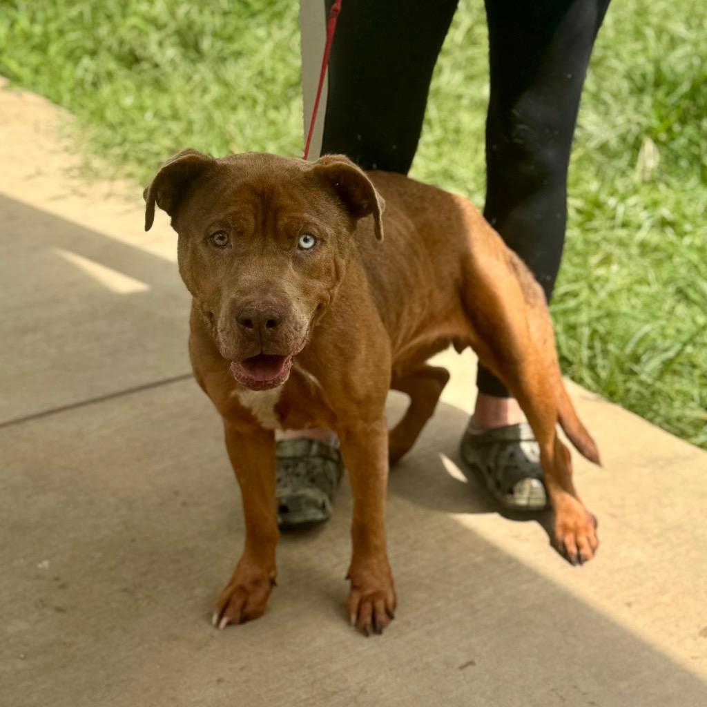 Ellie, Adoptable, Adult Female Mixed Breed.