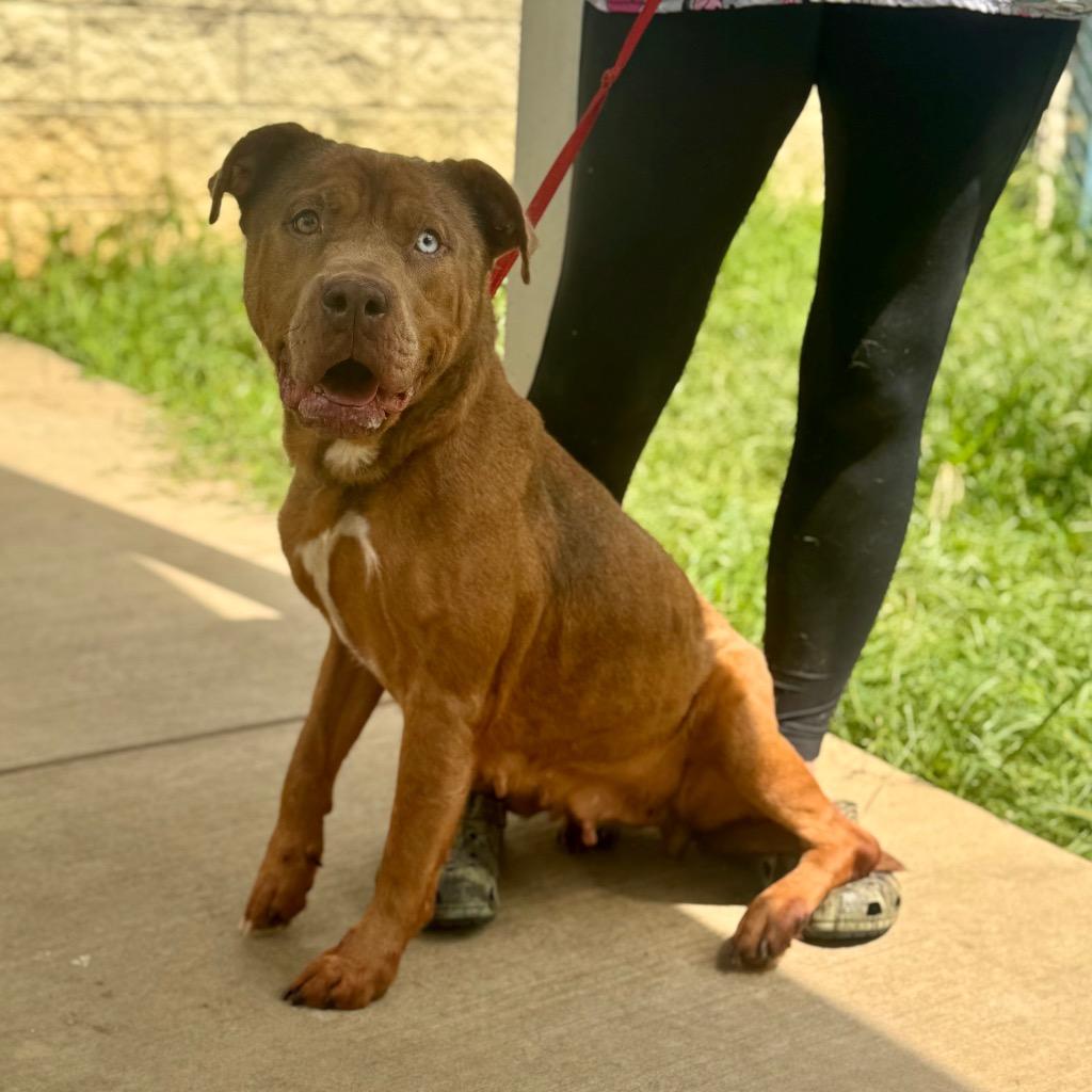 Enlarge Ellie, a Adoptable mixed breed in Albany, GA image 1/6