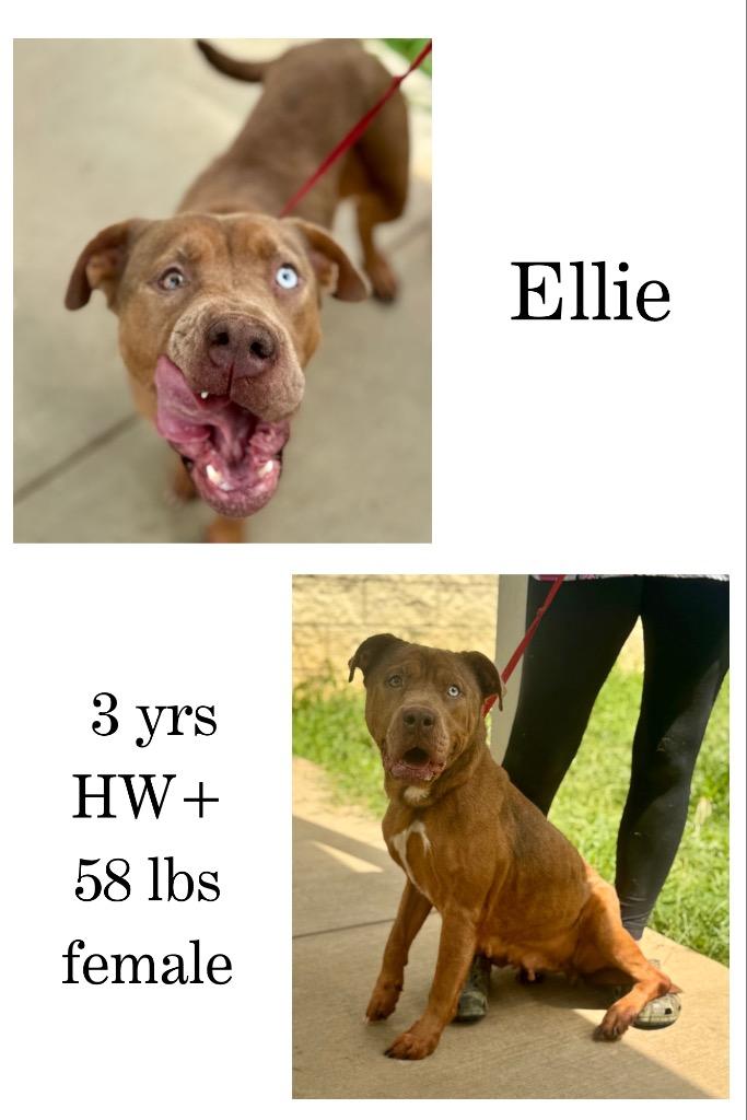 Enlarge Ellie, a Adoptable mixed breed in Albany, GA image 3/6