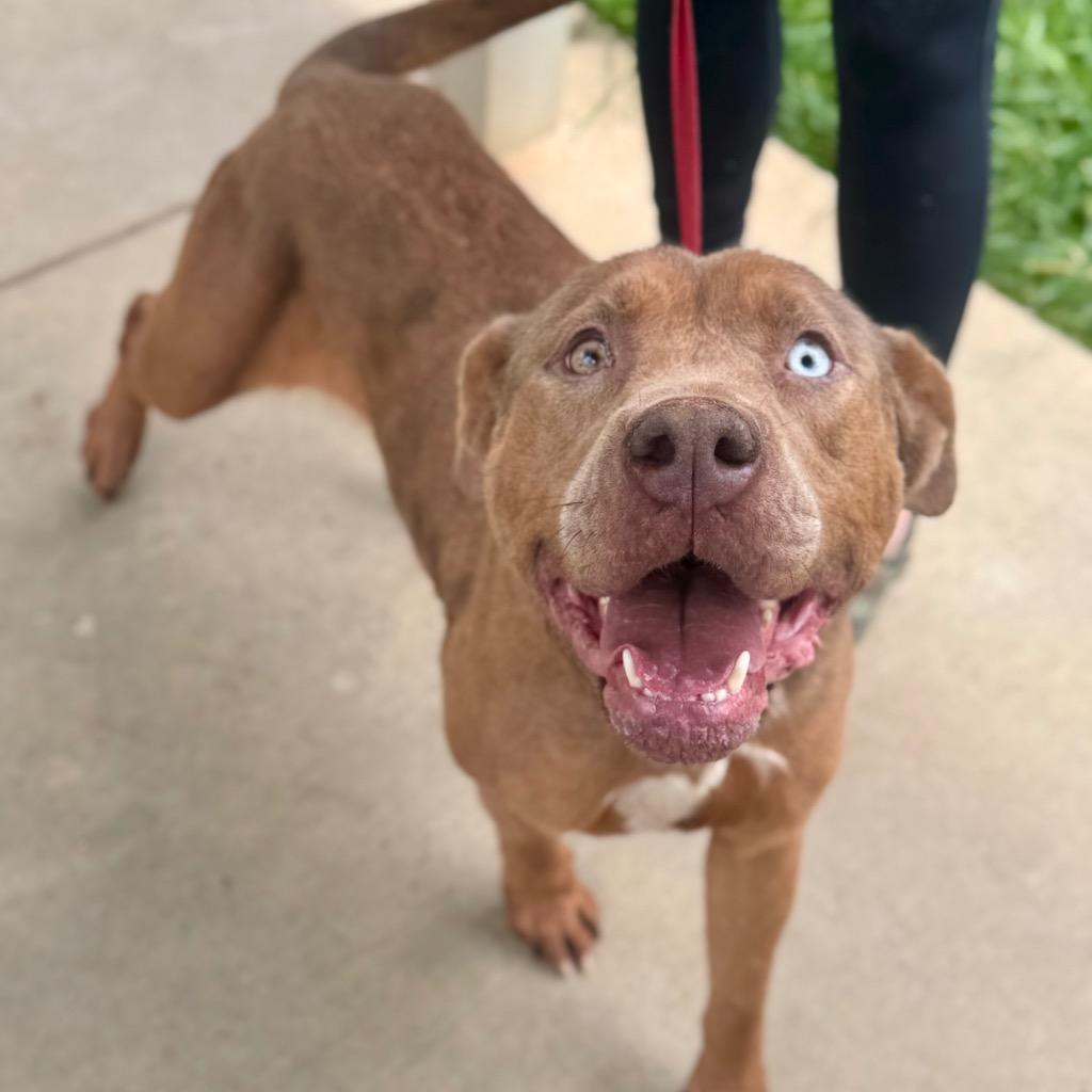 Enlarge Ellie, a Adoptable mixed breed in Albany, GA image 5/6