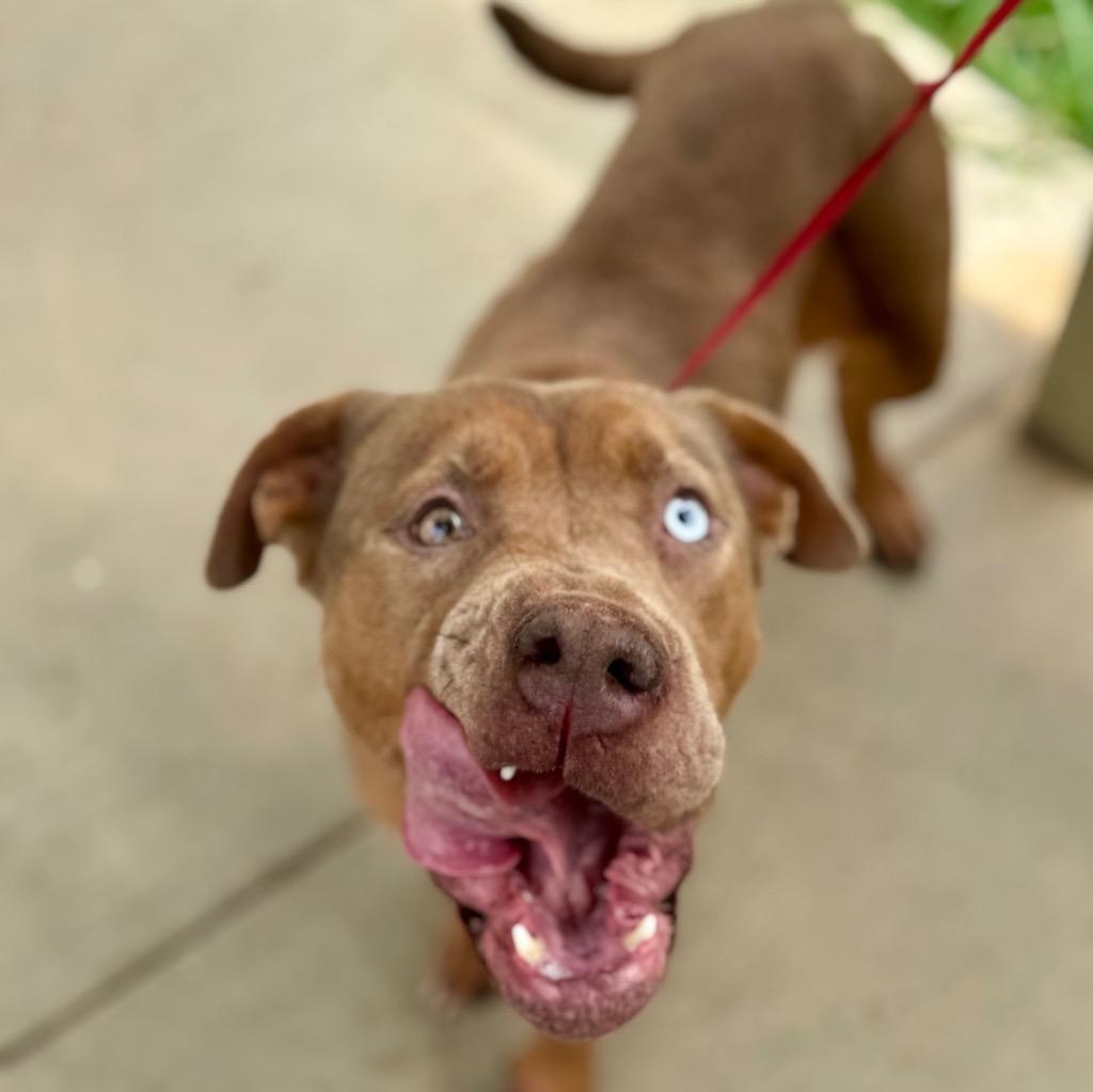 Enlarge Ellie, a Adoptable mixed breed in Albany, GA image 5/6