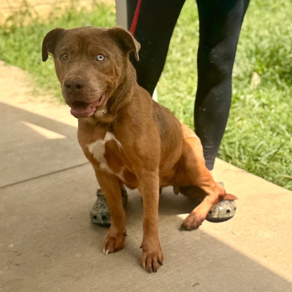 Enlarge Ellie, a Adoptable mixed breed in Albany, GA image 6/6